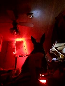 BayouBunny