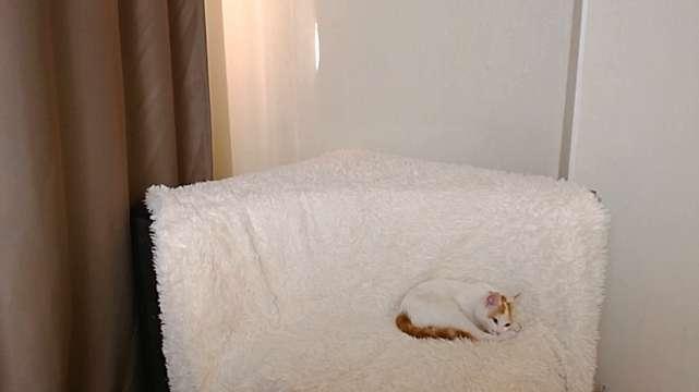 asiann_love
