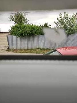 kiarawild